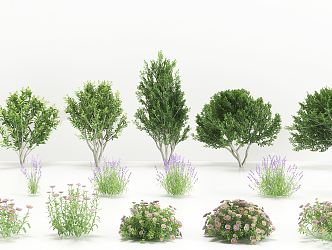 Modern Shrub Lavender Flowers and Grasses 3d model