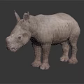 Baby Gray Rhinoceros Model Standing On Dark Background With Reflection 3d model