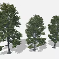 Cartoon Scene With Three Lush Green Leafy Trees And Natural Shaded Trunks