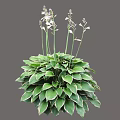 Lush Green Shrub With White Edged Leaves Purple Flowers And Slender Stems