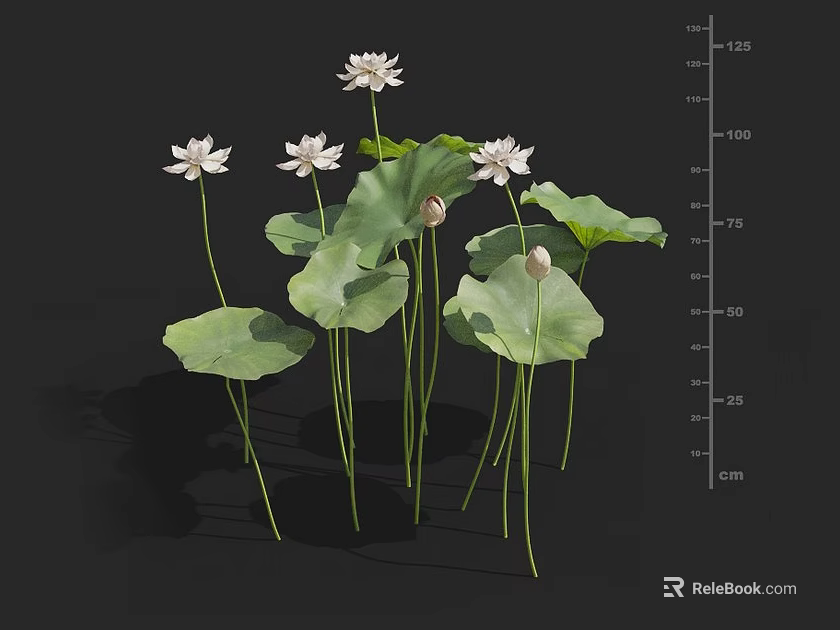 Aquatic Plants Featuring Lotus Flowers Green Leaves Buds And Height Measurement In Cm 3d model 