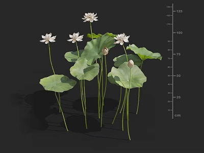 Aquatic Plants Featuring Lotus Flowers Green Leaves Buds And Height Measurement In Cm 3d model