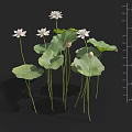 Aquatic Plants Featuring Lotus Flowers Green Leaves Buds And Height Measurement In Cm