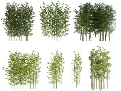 Various Bamboo Varieties With Different Heights Stem Structures And Leaf Shapes 3d model