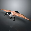 Wild Goose With Orange Brown Wings Spreading Feathers On Smooth Reflective Surface 3d model