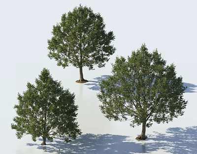 Three Healthy Lush Green Arbors With Natural Shadows On White Background 3d model