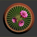 Green Spherical Cactus With Yellow Spines And Pink Flowers In Red Terracotta Legged Pot