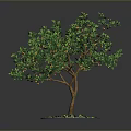 Potted Tree with Green Leaves Orange Fruits and Brown Trunk in Circular Pot White Pebbles