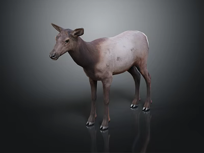 Standing Deer With Brown And White Fur Against Dark Background With Reflection On Surface 3d model