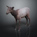 Standing Deer With Brown And White Fur Against Dark Background With Reflection On Surface