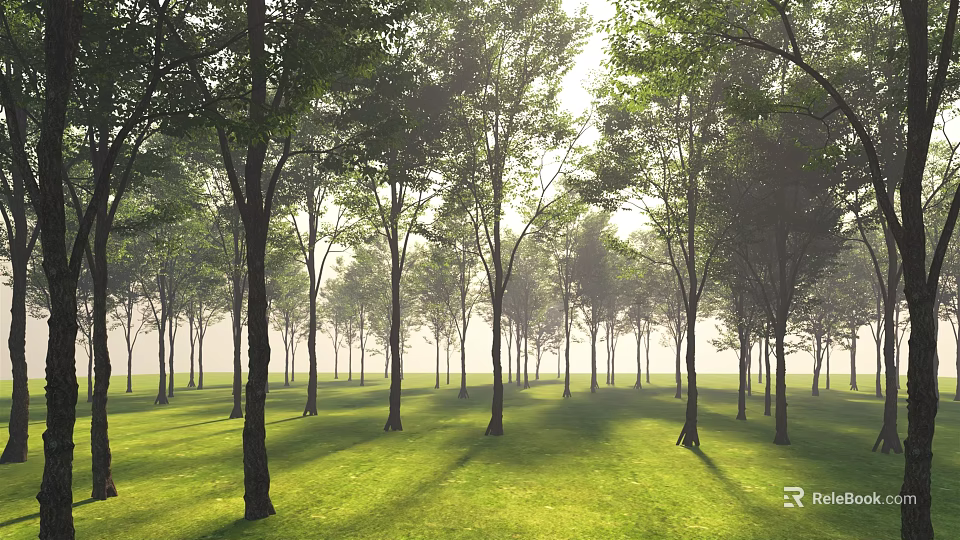 Tall Trees Standing in Sunlit Green Grass Field with Morning Mist and Shadows 3d model 