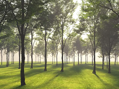 Tall Trees Standing in Sunlit Green Grass Field with Morning Mist and Shadows 3d model