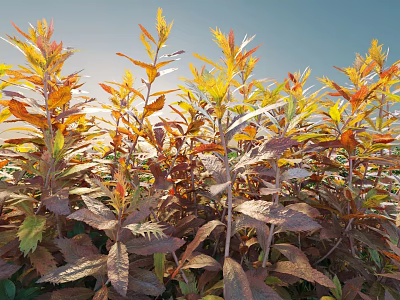 Vibrant Shrubs With Yellow Orange Red Leaves In Sunlit Outdoor Garden 3d model