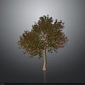 Vibrant Tree with Red and Green Leaves and Light Trunk Against Gray Background with Reflection