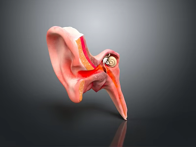 Human Ear Anatomy 3D Model Showing Internal Structures And Detailed Medical View 3d model