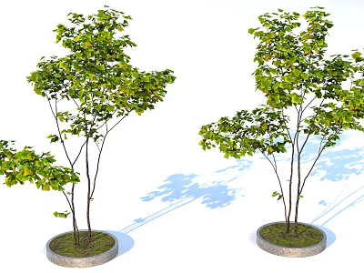 Two Arbor Trees With Green Leaves In Circular Concrete Base And Shadows 3d model