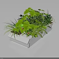 Various Green Plants In White Rectangular Planter With Ferns And Leaves