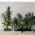 Diverse Green Plants Including Palms And Yuccas In Rectangular Concrete Planter On Wooden Floor