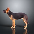 Alert German Shepherd Dog Standing On Shiny Floor With Gray Background