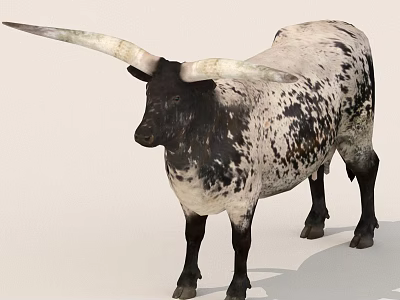 Longhorn Cow With Black And White Spotted Coat And Long Curved Horns 3d model