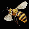 Detailed Bee With Yellow And Black Stripes Transparent Wings Long Antennae And Segmented Body