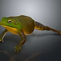 Green Frog with Yellow Belly Sitting on Shiny Surface Against Gray Background