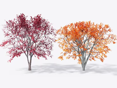 Vibrant Red and Orange Leaf Trees with Autumn Foliage in White Background 3d model