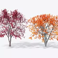 Vibrant Red and Orange Leaf Trees with Autumn Foliage in White Background