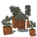 Various Sizes Bonsai Plants In Decorative Pots For Indoor Green Decor
