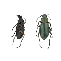 Flying Insects Two Beetles with Dark and Green Color Striped Body and Detailed Legs
