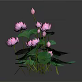 Pink Lotus Flowers With Green Leaves Floating On Water Surface And Reflections In Gray Background