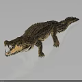 Realistic Crocodile 3D Model With Detailed Skin Texture Open Mouth Sharp Teeth Dark Background Reflection 3d model