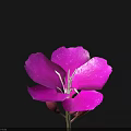 Single Purple Flower in Vase with White Stamens and Slender Stem on Black Background