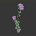 Plant Featuring Two Main Pink Stems Green Leaves Purple Flowers On Gray Background With Reflection