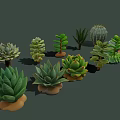Diverse Succulent Plants Collection With Various Shapes Textures And Green Foliage