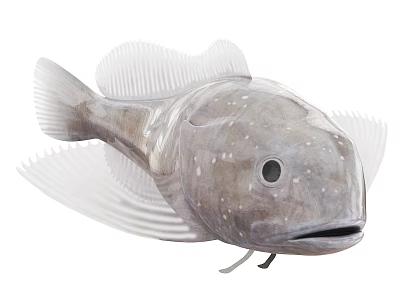 Deep Sea Anglerfish With Transparent Fins And Large Round Eyes 3d model