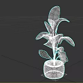 Elegant Indoor Palm Plant in Blue and White Decorative Pot