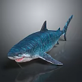 Realistic Striped Blue Shark 3D Model as Aquatic Animal with Sharp Teeth and Detailed Appearance