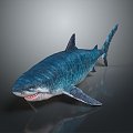 shark great white shark whale shark hammerhead shark tiger head shark man-eating shark blue shark coral red coral white coral 3d model