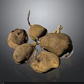 Organic Multiple Sprouting Potatoes With Fresh Sprouts And Natural Brown Skin