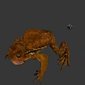Realistic Brown Toad With Small Colorful Flying Device On Gray Background