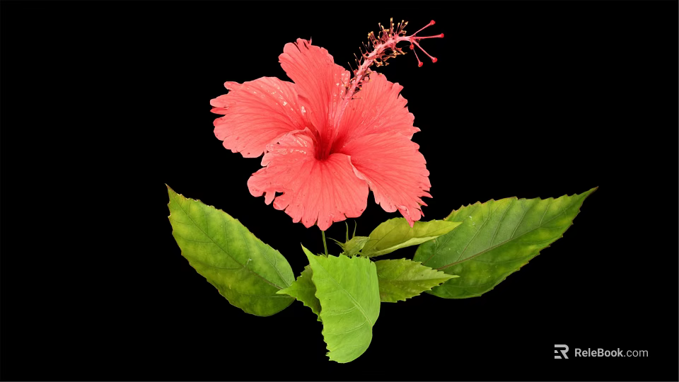 Vibrant Red Hibiscus Flower With Lush Green Leaves On Black Background 3d model 