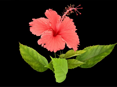 Vibrant Red Hibiscus Flower With Lush Green Leaves On Black Background 3d model