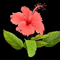 Vibrant Red Hibiscus Flower With Lush Green Leaves On Black Background