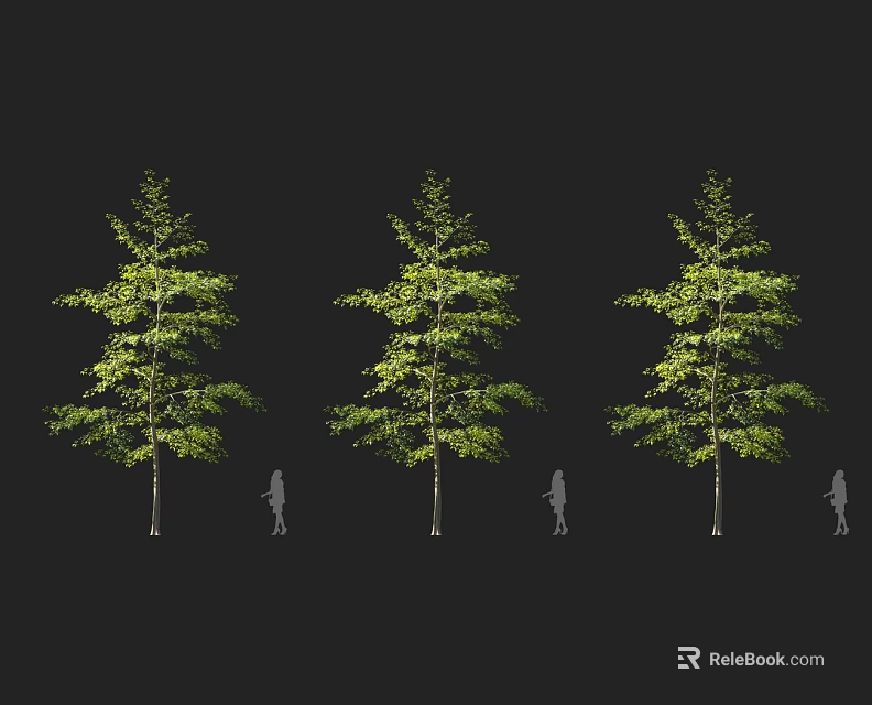 Tall Arbor With Green Leaves And Slender Trunk Next To Human Figure For Size Comparison 3d model 