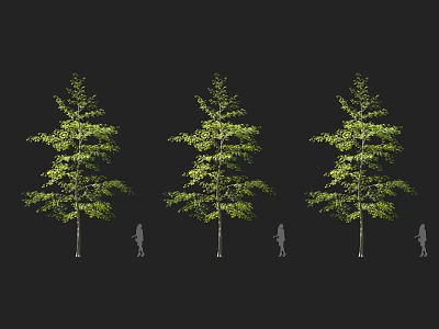 Tall Arbor With Green Leaves And Slender Trunk Next To Human Figure For Size Comparison 3d model