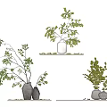 White Ceramic Vases With Green Leafy Branches And Foliage On Shelves
