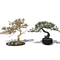 Golden And Green Bonsai Plants With Curved Branches In Black Minimalist Pots On White Background