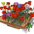 Vibrant Colorful Roses in Wooden Tray with Green Leaves for Garden Decor