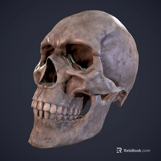 Detailed Male Human Skull Anatomical Structure Close Up Front View Study 3d model 